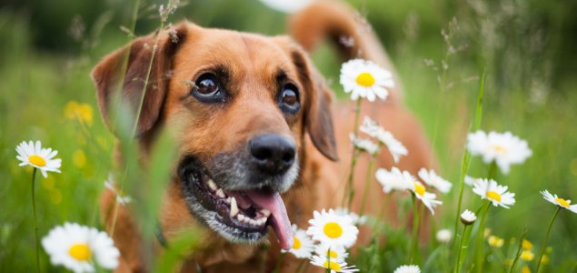 Hvorfor spiser hunde græs?