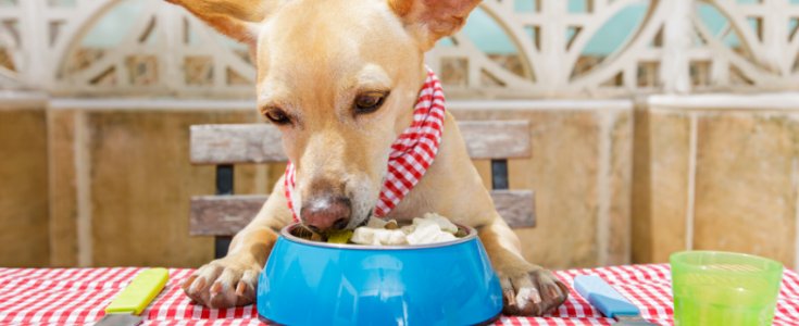 Restauranter, Hvor Hunde Er Velkomne naturlig-hund.dk