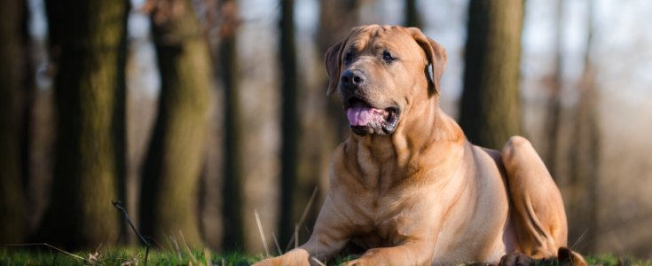 Hvilke Er Forbudt I - naturlig-hund.dk