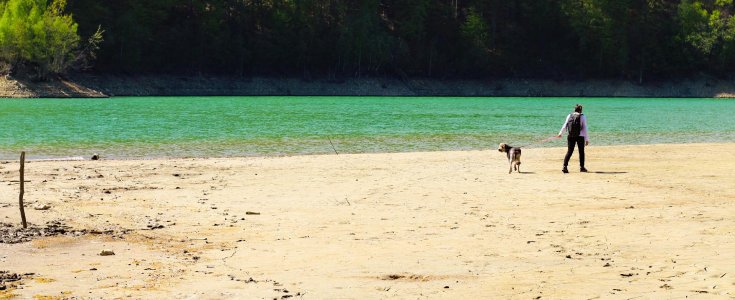Hvornår Må Hunde Løbe Frit På Stranden? Her Må Din Hund Løbe Fri - naturlig-