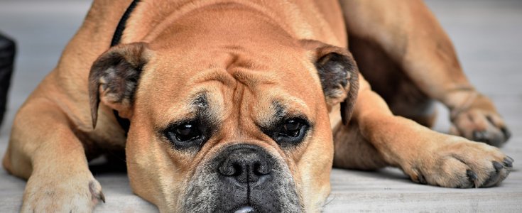 Hvor En Hund Luftes? - naturlig-hund.dk