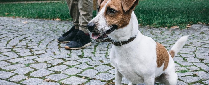 Hvad koster EU-pas til hunde? Vild prisforskel