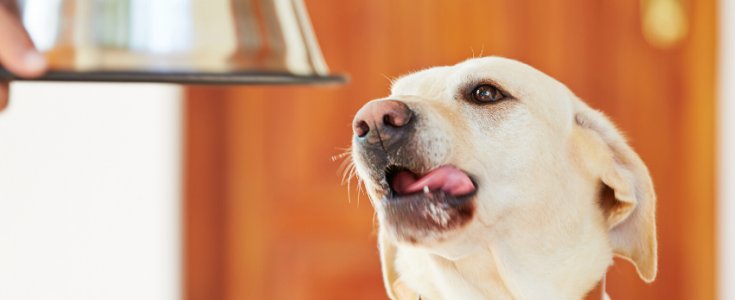 forskellige Presenter Dem Hvor Meget Spiser En Hund Om Dagen? - naturlig-hund.dk