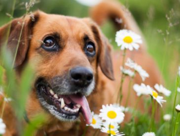 Hvorfor spiser hunde græs?