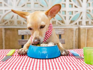 Restauranter, hvor hunde er velkomne 