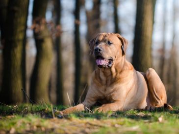 Hvilke hunde er forbudt i Danmark?