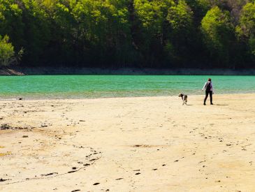 Hvornår må hunde løbe frit på stranden? Her må din hund løbe fri