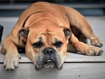 Hvilke hunde bliver ældst