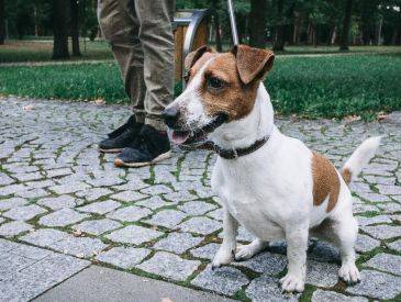 Hvad koster EU-pas til hunde? Vild prisforskel