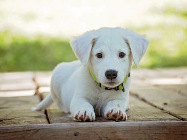 Hvilken hund skal jeg vælge?