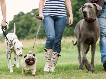 Aktiviteter naturlig-hund.dk